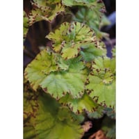 Begonia "渦葉豹紋"