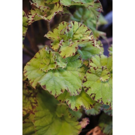 Begonia "渦葉豹紋"