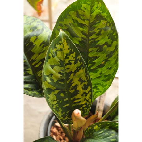 Homalomena wallisii "camouflage"