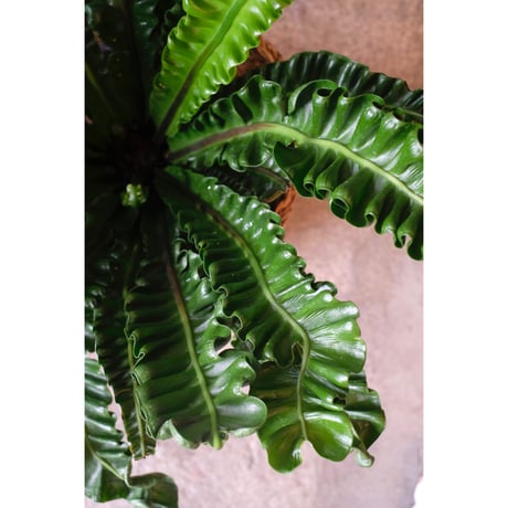 Asplenium plicatum "akaki"