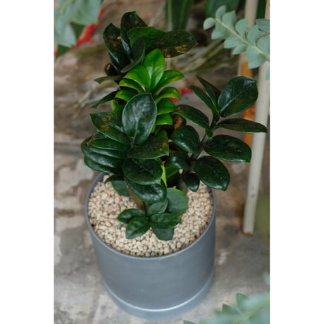 Zamioculcas zamifolia "Zenzi"