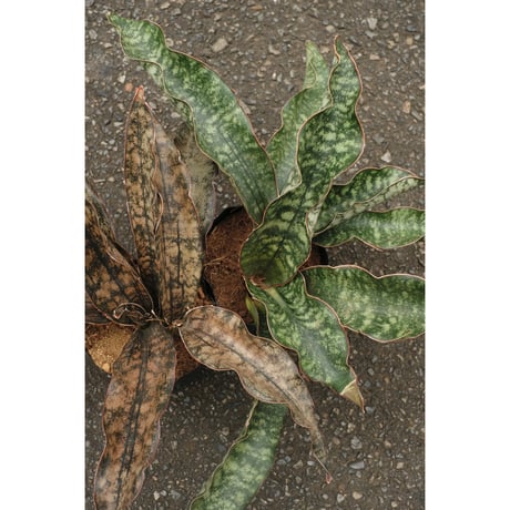 Sansevieria kirkii var pulchra "Coppertone"