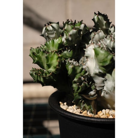 Euphorbia lactea