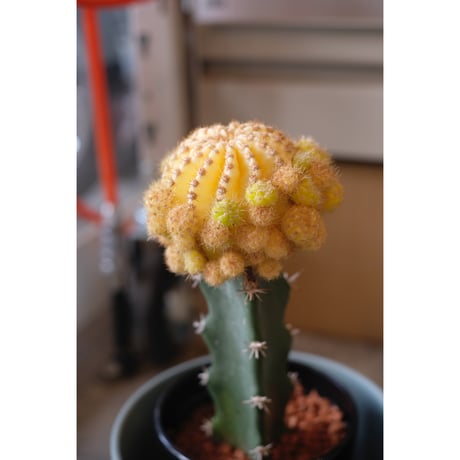 Gymnocalycium
