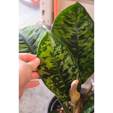Homalomena wallisii "camouflage"