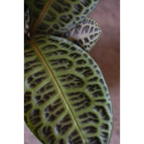 Ardisia "Turtle Back"