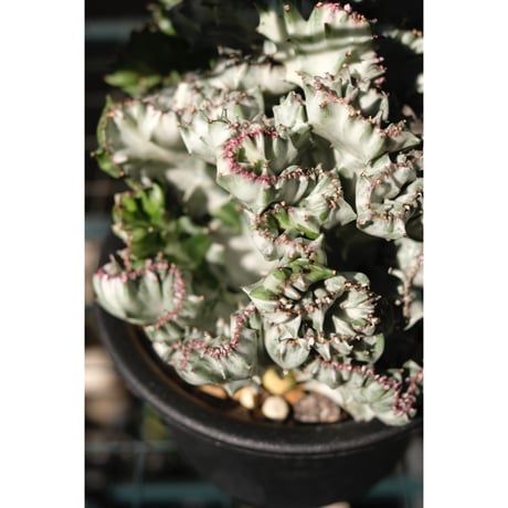 Euphorbia lactea