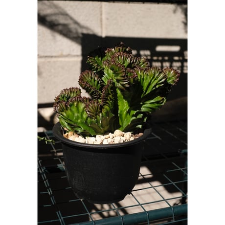 Euphorbia lactea