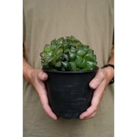 Haworthia