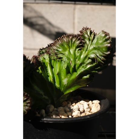 Euphorbia lactea