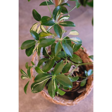 Schefflera grandii
