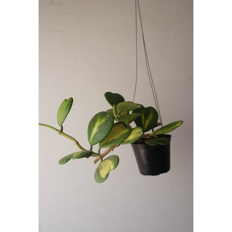 Hoya kerrii reverse variegata