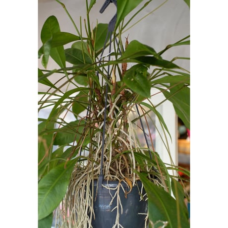 Anthurium gracile