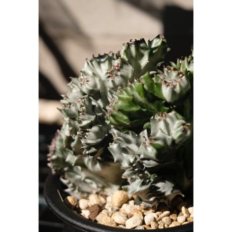 Euphorbia lactea