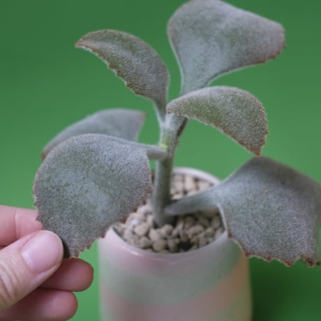 Yoshinori Takemura plant pot