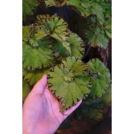 Begonia "渦葉豹紋"