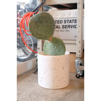 Opuntia robusta