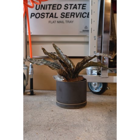 Sansevieria kirkii var pulchra "Coppertone"