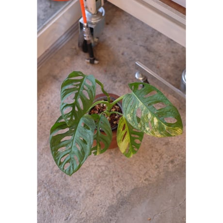 Monstera adansonii 'Aurea Variegata'