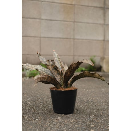 Sansevieria kirkii var pulchra "Coppertone"