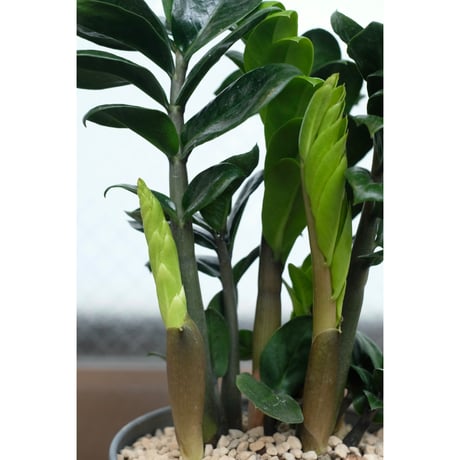 Zamioculcas zamifolia "Zenzi"
