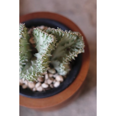Euphorbia lactea