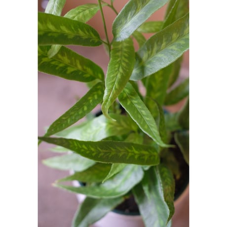 Coniogramme japonica
