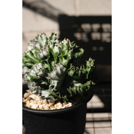 Euphorbia lactea