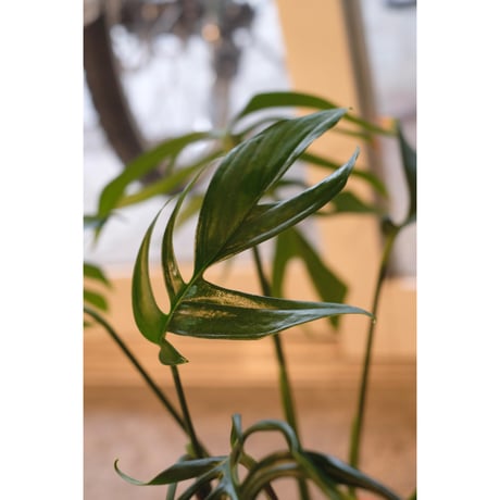 Monstera croatii