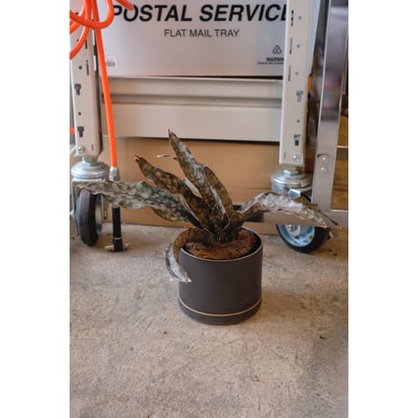 Sansevieria kirkii var pulchra "Coppertone"