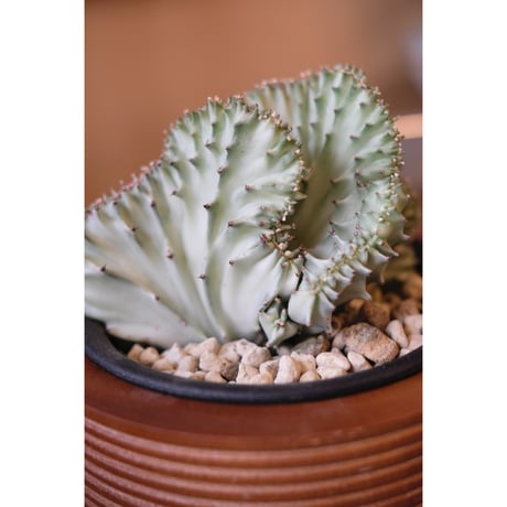 Euphorbia lactea