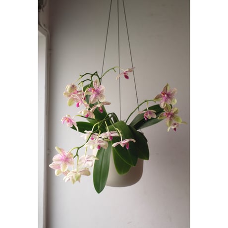Phalaenopsis