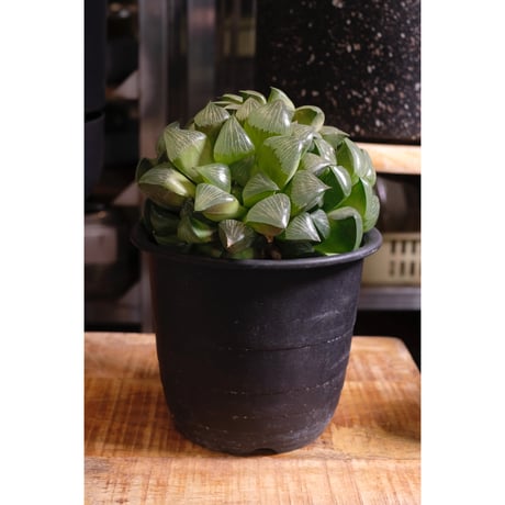 Haworthia