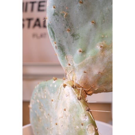 Opuntia robusta