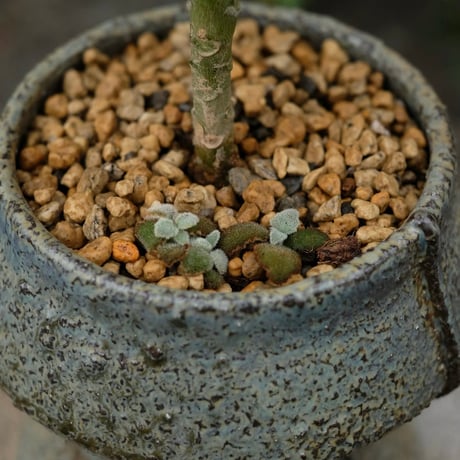 Azumi Aoyagi  plant pot -Kalanchoe-