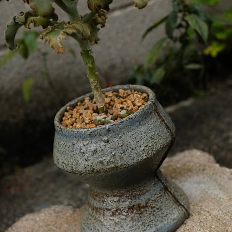 Azumi Aoyagi  plant pot -Kalanchoe-
