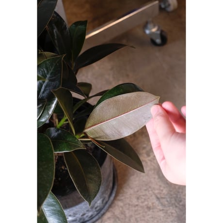 Ficus elastica "Melany"
