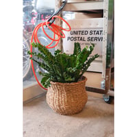 Asplenium plicatum "akaki"