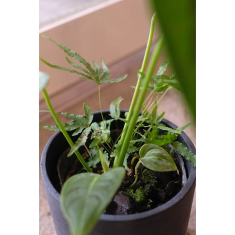 Anthurium veitchii