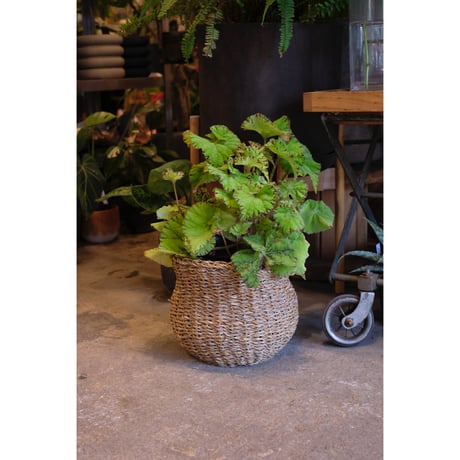 Begonia "渦葉豹紋"