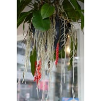 Anthurium gracile