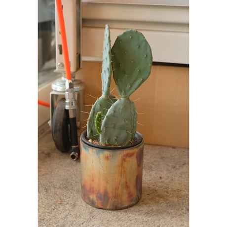Opuntia '大丸盆'