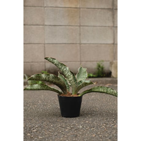 Sansevieria mafinga