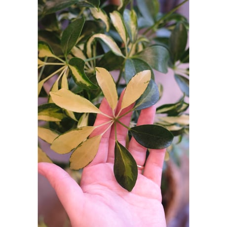 Schefflera grandii