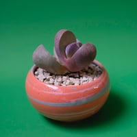 Yoshinori Takemura plant pot