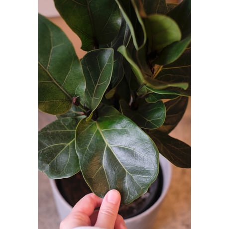 Ficus lyrata 'bambino'