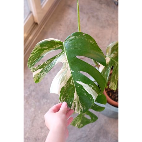 Monstera variegata