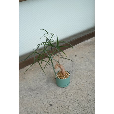Brachychiton rupestris
