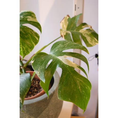 Monstera variegata