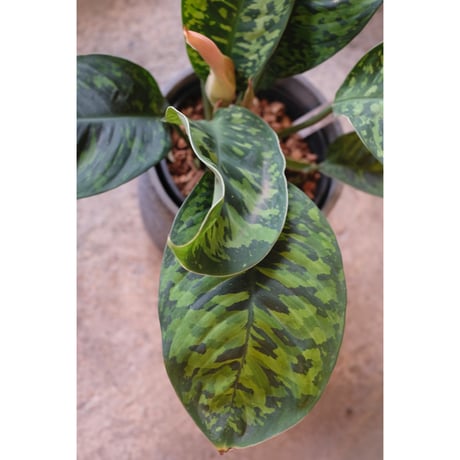 Homalomena wallisii "camouflage"